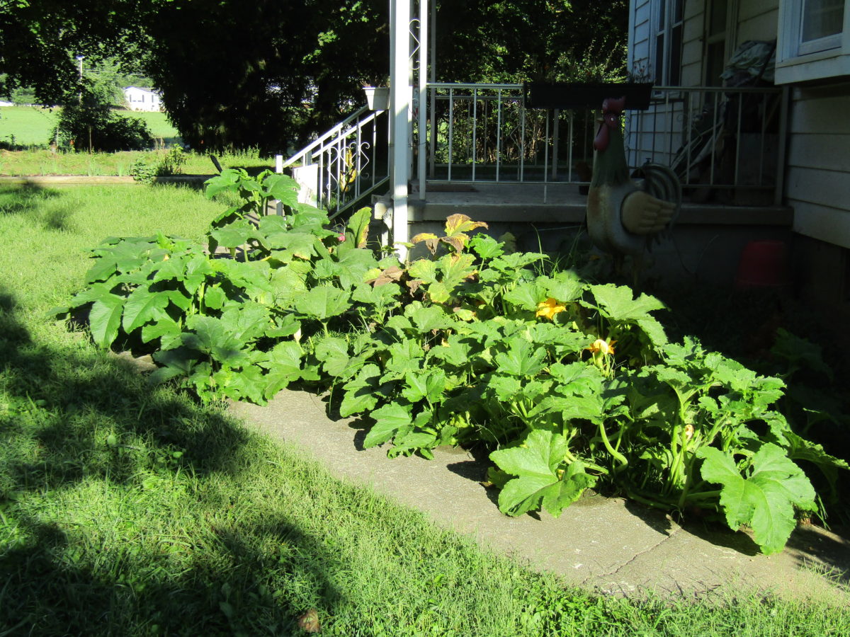 PUMPKINS