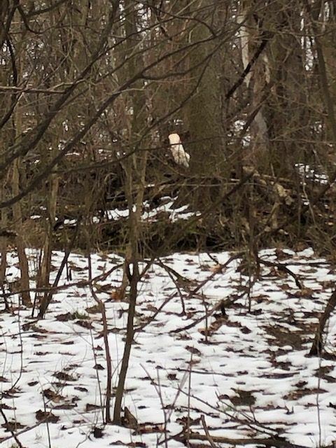 SNOWY OWL