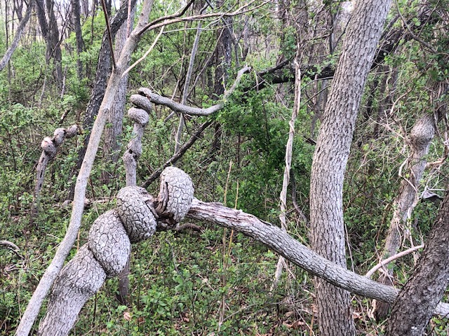 TWISTED TREES