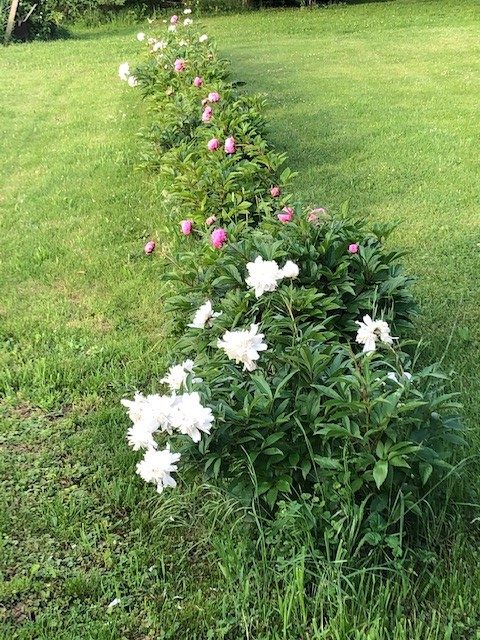 PEONIES