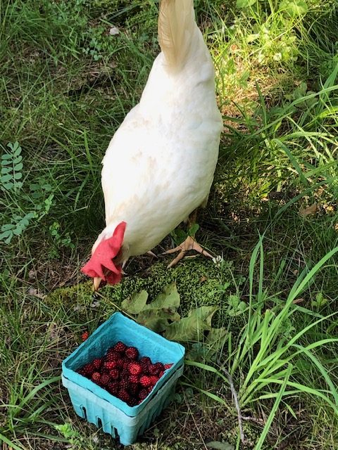 WINEBERRIES